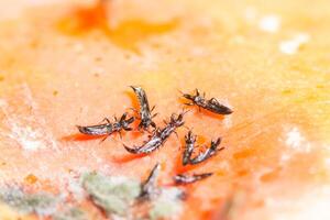 Aphylinidae close-up photo
