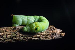 Green worm on a branch photo