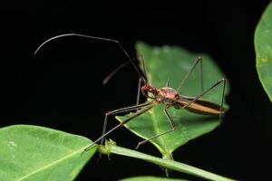 Insect on a leaf photo