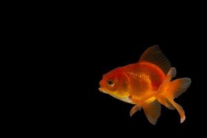 Goldfish on black background photo