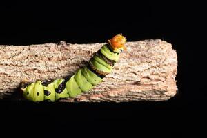 Worm on a branch photo