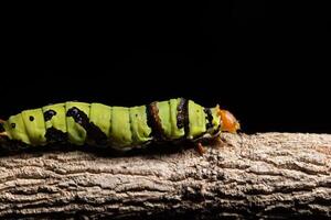 Green worm on a branch photo