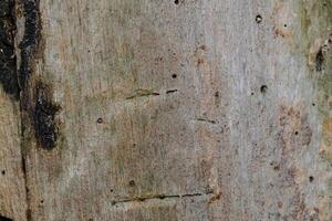 Wood texture background photo