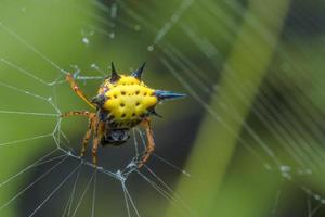 Spider in the spider web photo