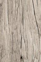 Wood texture background photo