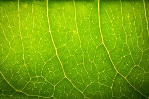 Green leaf close-up photo