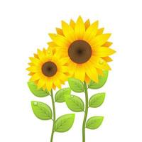 Sunflower vector design illustration isolated on white background