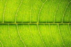 Green leaf, close-up photo