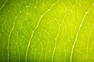 Green leaf, close-up photo