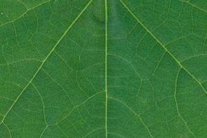 Green leaf, close-up photo