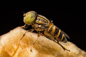 A fly with yellow eyes sitting on top of a piece of fruit photo