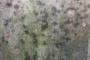 A green wall with moss and dirt photo