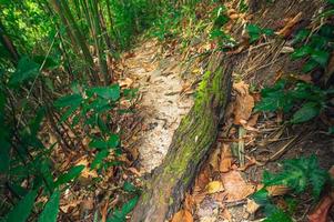 Lush forest vegetation photo