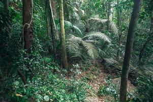 Lush tropical forest vegetation photo