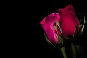 Beautiful red roses on black background photo