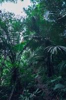 Lush tropical forest vegetation photo