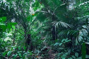 Lush tropical forest vegetation photo