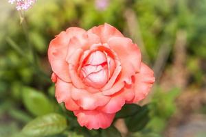 Close-up of an orange rose photo