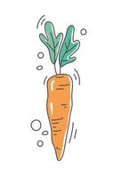 healthy food nutrition diet organic fresh carrot vegetable vector