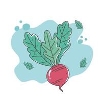 healthy food nutrition diet organic vegetable beet icon vector