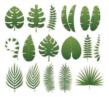 Tropical leaves collection vector