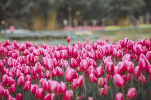 campo de tulipanes rosa foto