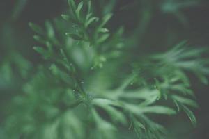 Green leaf background, close-up photo