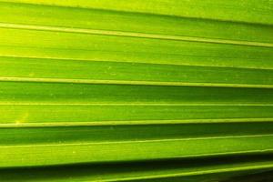 Green leaf background, close-up photo