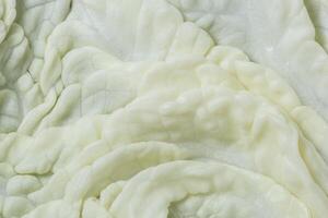 White leaf background, close-up photo