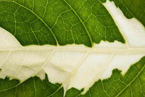 Leaf background, close-up photo