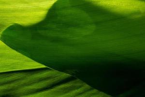 Green leaf background photo