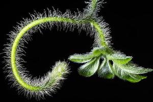 Green plant on black background photo