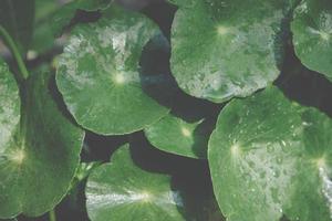 Green leaf background, close-up photo