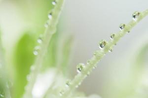gotas de agua en una planta foto