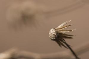 Wildflower, close-up photo