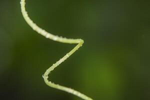 Green plant on green background photo