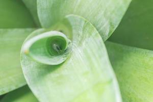 Green leaf background, close-up photo