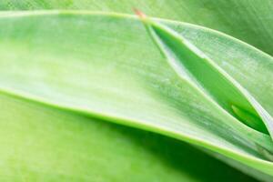 Green leaf background, close-up photo