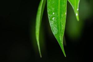 Green leaf background, close-up photo