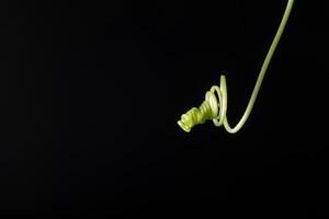 Green plant on black background photo