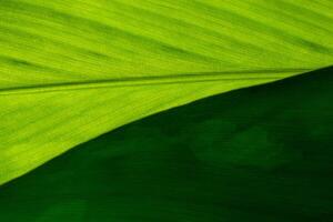 fondo de hoja verde, primer plano foto