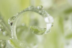 Water drops on a plant photo