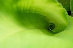 Green leaf background, close-up photo