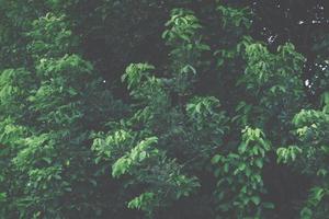 Green leaf background, close-up photo