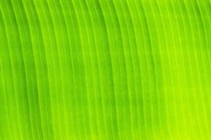 Green leaf background, close-up photo