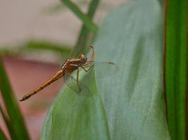 Dragonfly perched on a leaf photo
