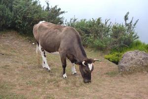 vaca marrón en la montaña foto