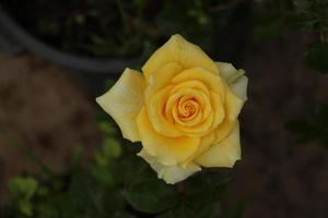 Beautiful yellow rose photo