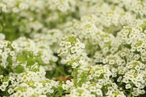 White flower bush photo