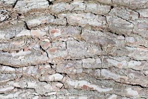 Tree bark close up photo